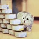 Meow-Line 貓咪罐罐