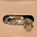 Meow-Line 貓貓家居用品