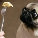 Meow-Line 狗狗狗糧