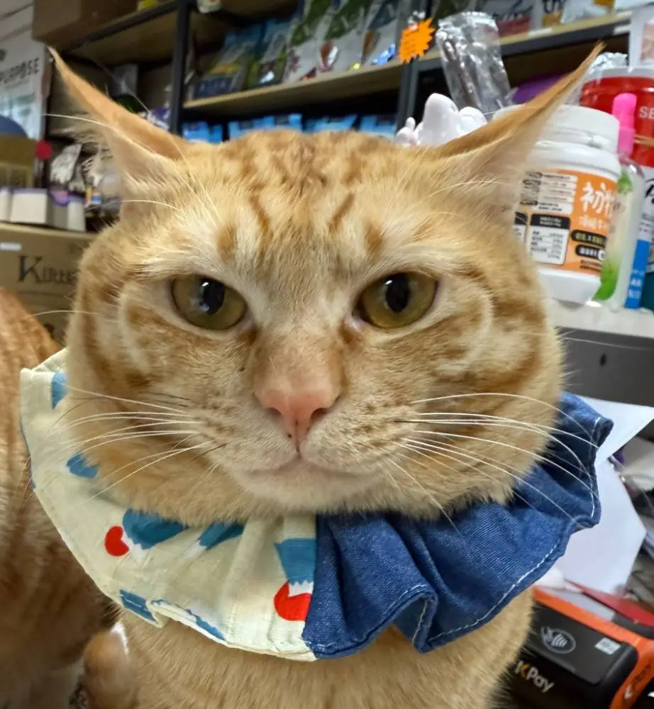 陳氏屁孩 隨機出頸帶- S SIZE (可以講想要大約咩色 )